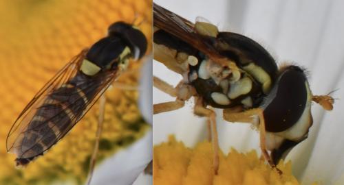 Sphaerophoria sp.